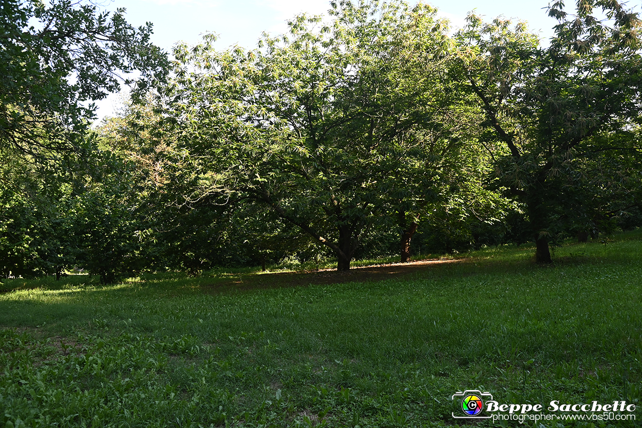 VBS_4867 - Il bosco fatato - Montaldo Roero.jpg
